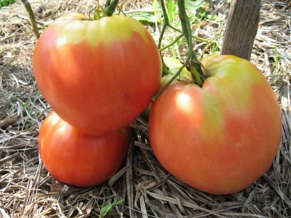 Harvest varieties of tomatoes for open ground