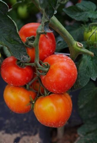 Harvest varieties of tomatoes for open ground