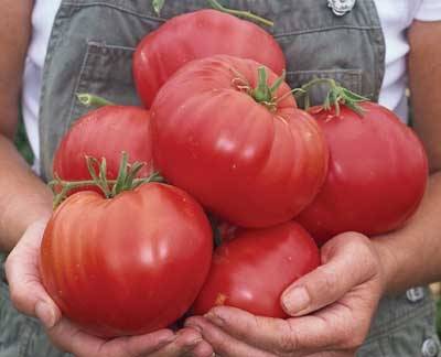 Harvest varieties of tomatoes for open ground