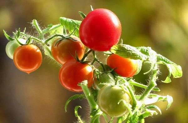 Harvest varieties of tomatoes for open ground