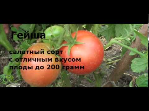 Harvest varieties of tomatoes for open ground