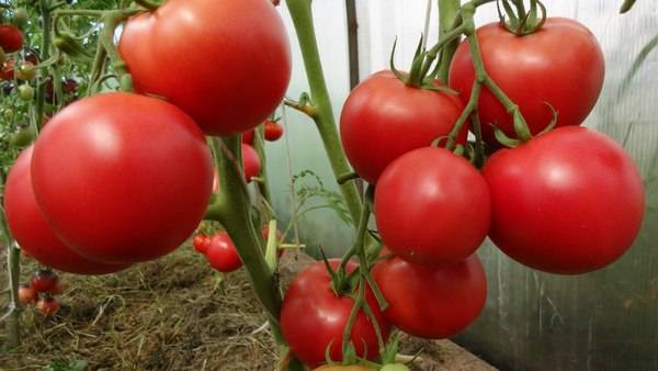 Harvest varieties of tomatoes for open ground