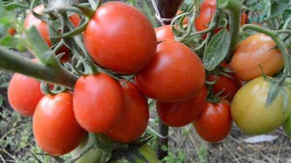 Harvest varieties of tomatoes for open ground