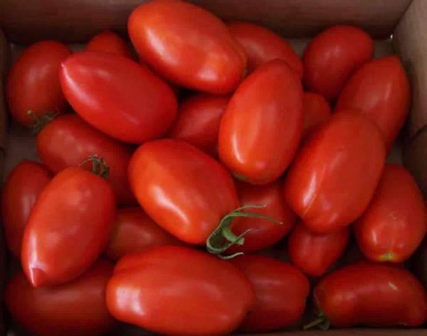 Harvest varieties of tomatoes for open ground