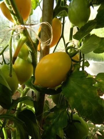 Harvest varieties of tomatoes for open ground