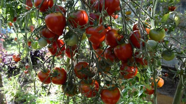 Harvest varieties of tomatoes for open ground