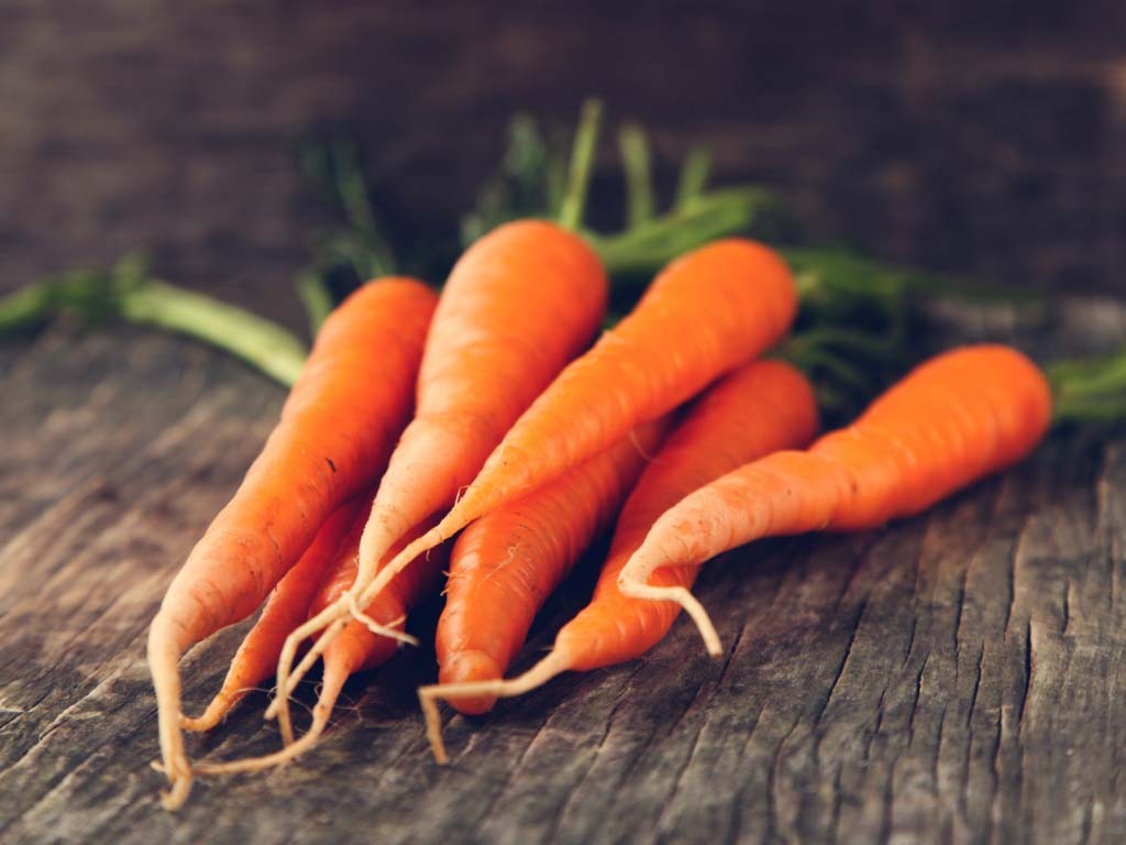 Harvesting and storing carrots: organization tips