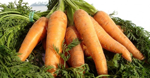 Harvesting and storing carrots: organization tips