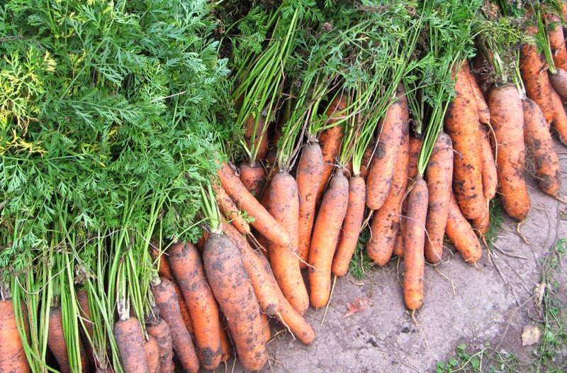 Harvesting and storing carrots: organization tips