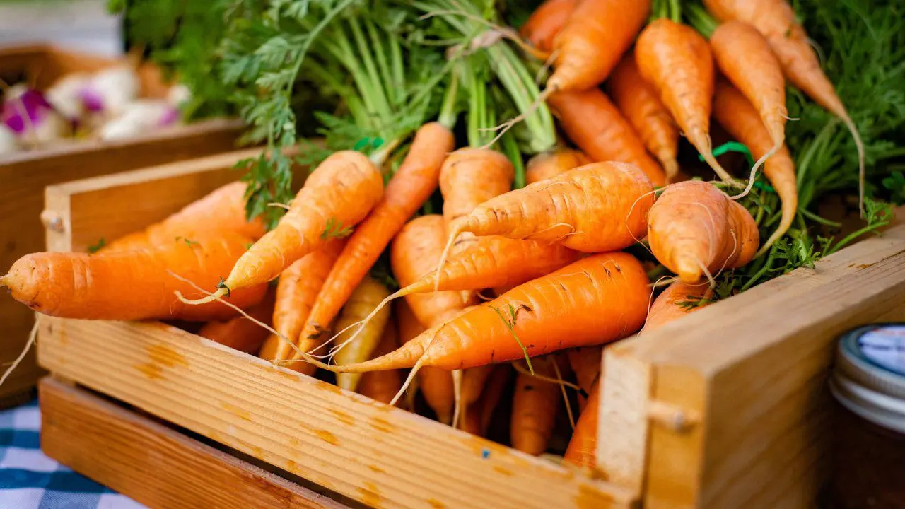 Harvesting and storing carrots: organization tips