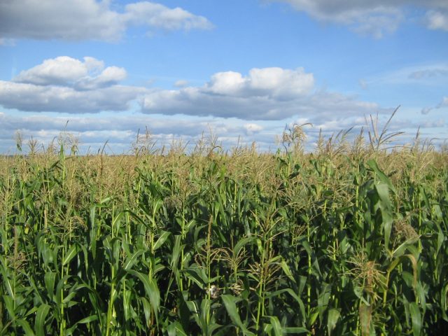 Harvesting and technology of growing corn for silage