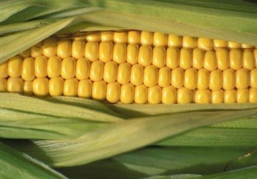 Harvesting and technology of growing corn for silage