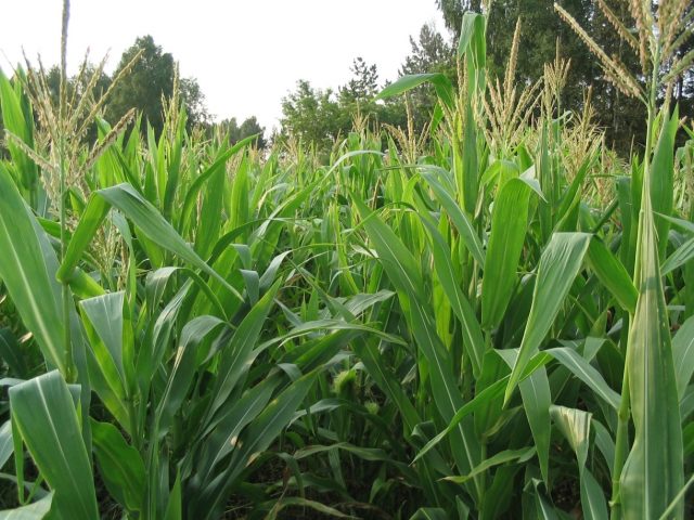 Harvesting and technology of growing corn for silage