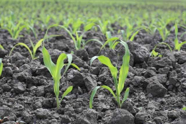 Harvesting and technology of growing corn for silage