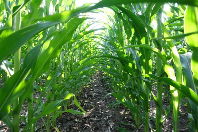 Harvesting and technology of growing corn for silage