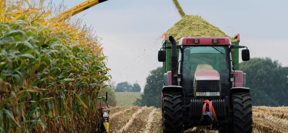 Harvesting and technology of growing corn for silage