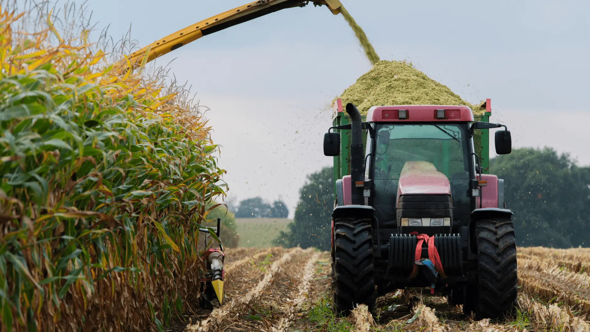 Harvesting and technology of growing corn for silage