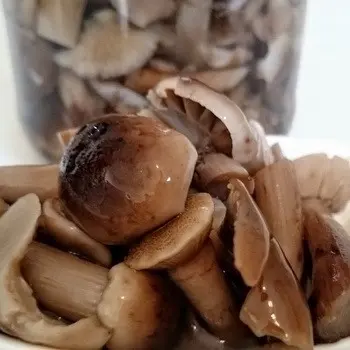 Harvesting autumn mushrooms for the winter: homemade recipes