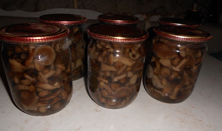 Harvesting autumn mushrooms for the winter: homemade recipes