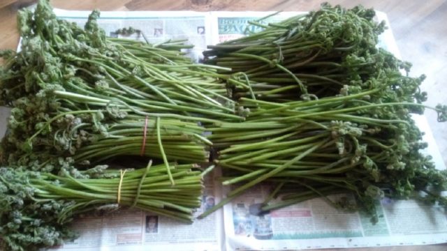 Harvesting bracken fern for the winter: drying, freezing