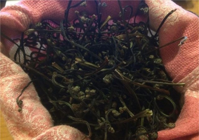 Harvesting bracken fern for the winter: drying, freezing