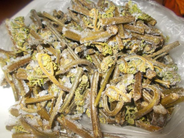 Harvesting bracken fern for the winter: drying, freezing