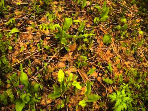 Harvesting bracken fern for the winter: drying, freezing