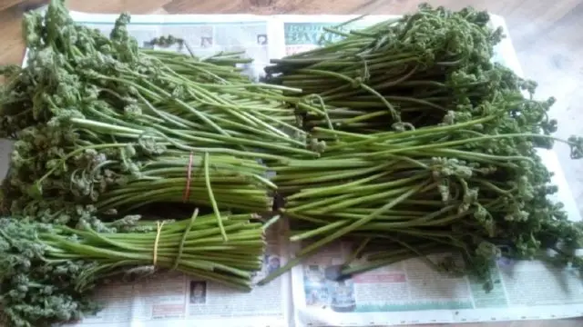 Harvesting bracken fern for the winter: drying, freezing