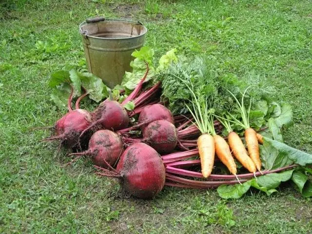 Harvesting carrots and beets 