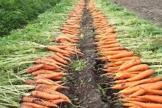 Harvesting carrots and beets 