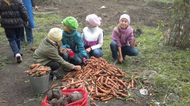 Harvesting carrots and beets 