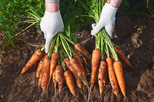 Harvesting carrots and beets 