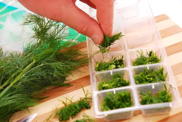 Harvesting cilantro for the winter: useful tips for preserving greenery