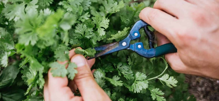 Harvesting cilantro for the winter: useful tips for preserving greenery