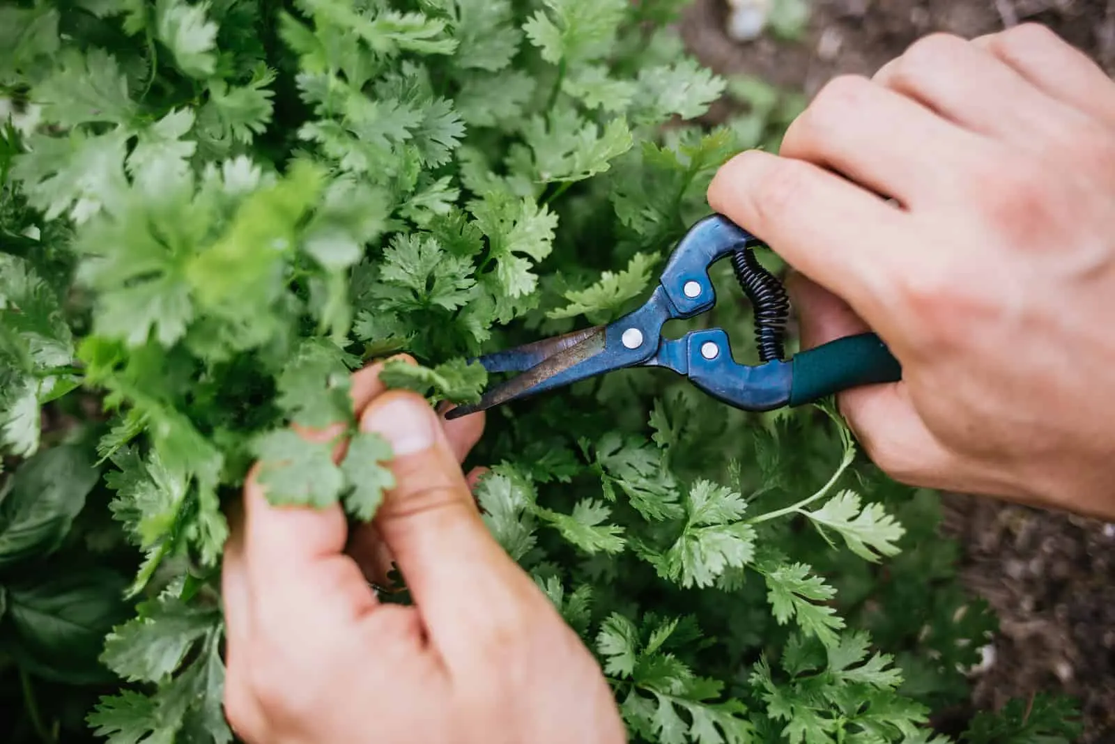 Harvesting cilantro for the winter: useful tips for preserving greenery