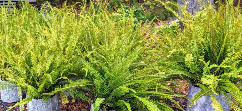 Harvesting fern for the winter at home