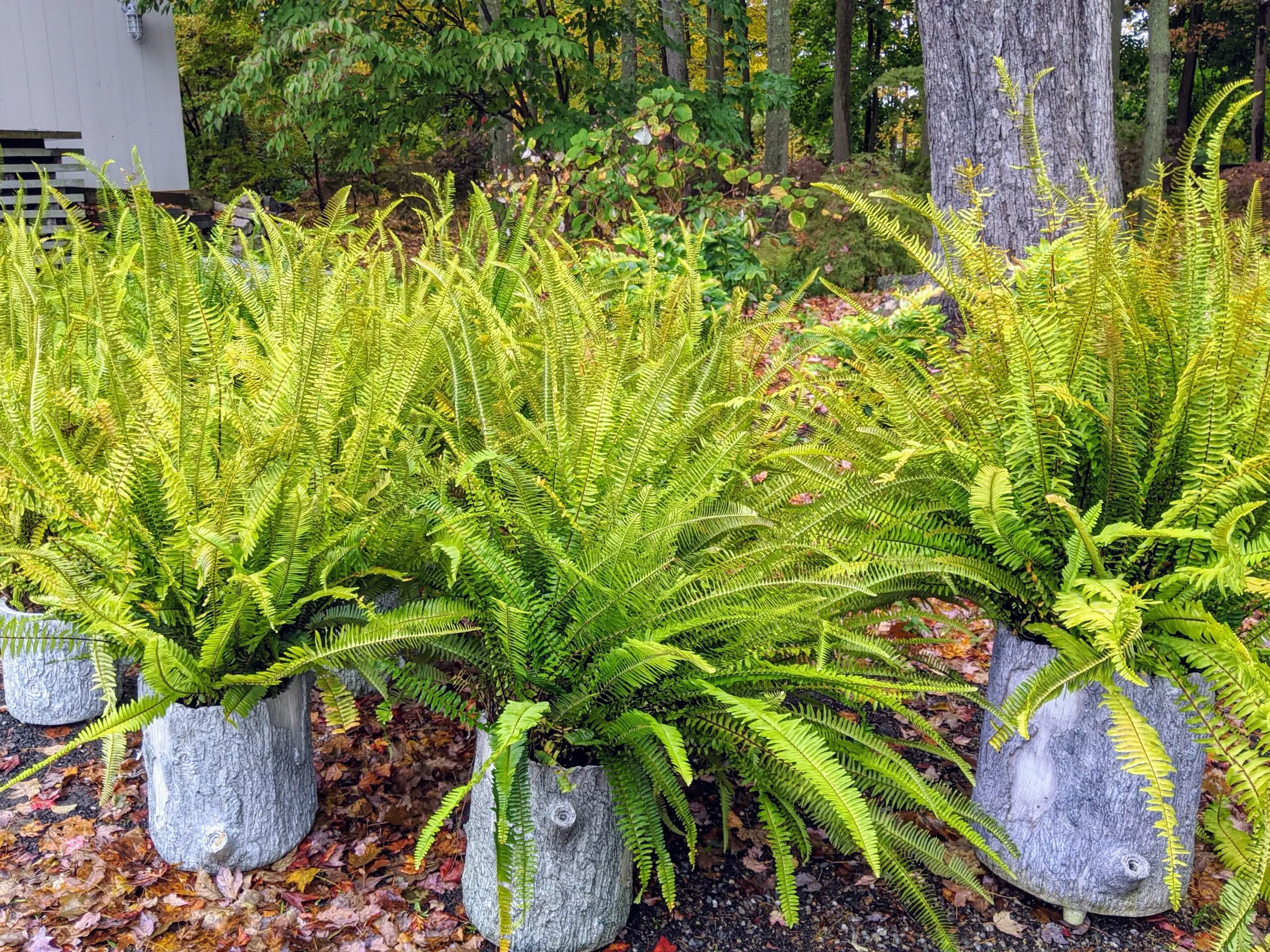 Harvesting fern for the winter at home