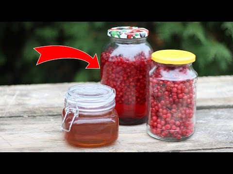 Harvesting for the winter Schisandra chinensis