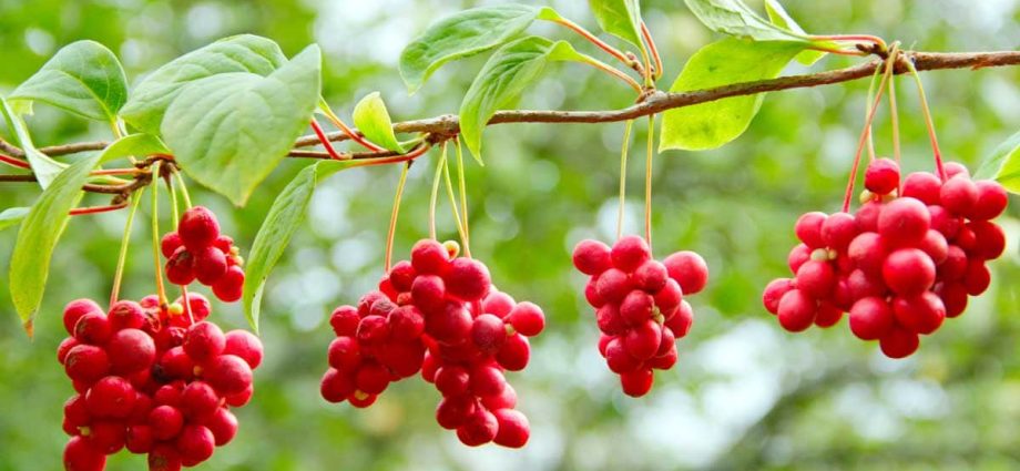 Harvesting for the winter Schisandra chinensis