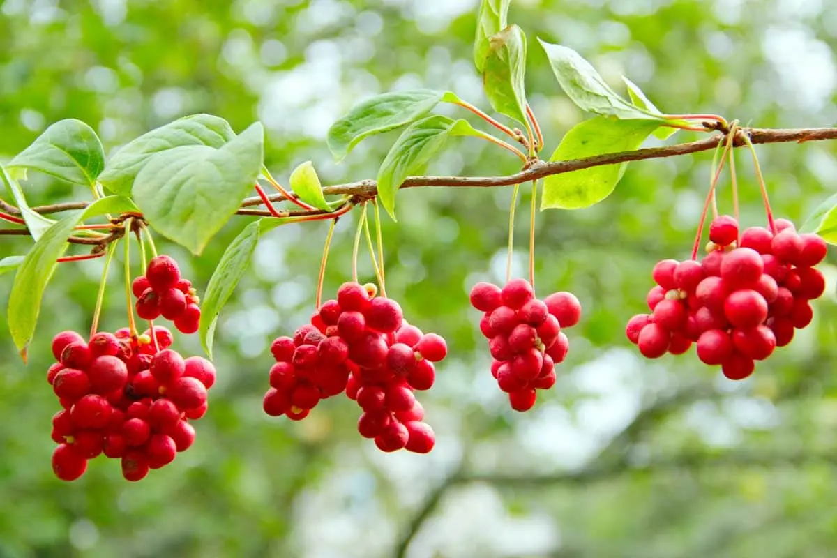 Harvesting for the winter Schisandra chinensis