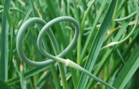 Harvesting green garlic for the winter: recipes 