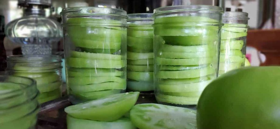 Harvesting green tomatoes for the winter in jars 