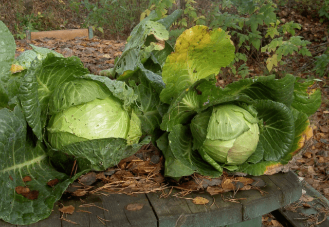 Harvesting late cabbage for storage: terms, in the Moscow region, in the Urals, in Siberia