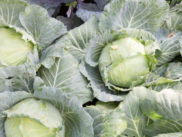 Harvesting late cabbage for storage: terms, in the Moscow region, in the Urals, in Siberia