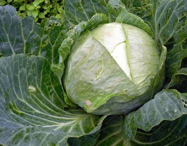 Harvesting late cabbage for storage: terms, in the Moscow region, in the Urals, in Siberia