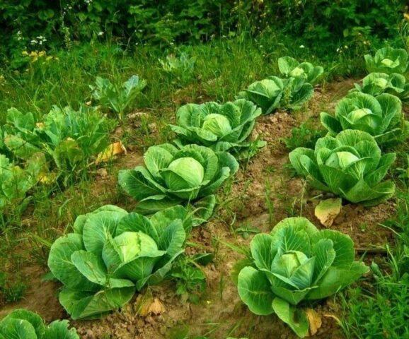 Harvesting late cabbage for storage: terms, in the Moscow region, in the Urals, in Siberia