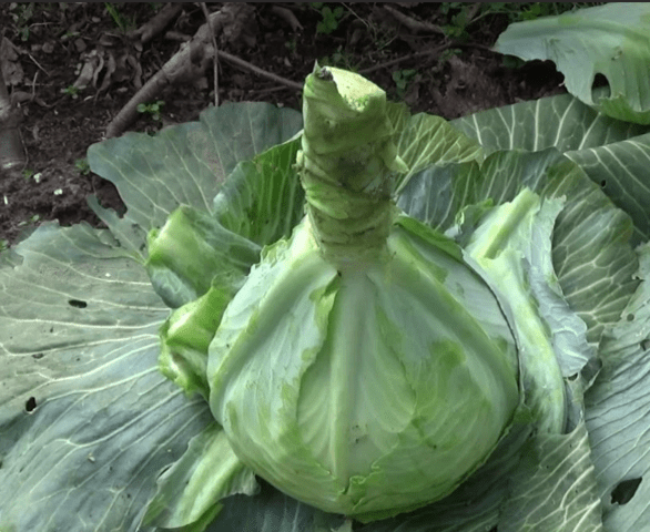 Harvesting late cabbage for storage: terms, in the Moscow region, in the Urals, in Siberia