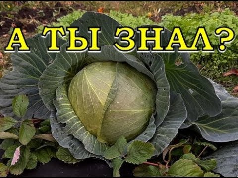 Harvesting late cabbage for storage: terms, in the Moscow region, in the Urals, in Siberia