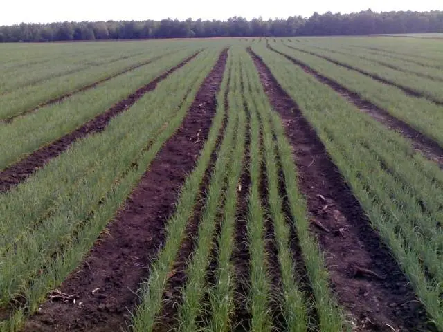 Harvesting onion sets