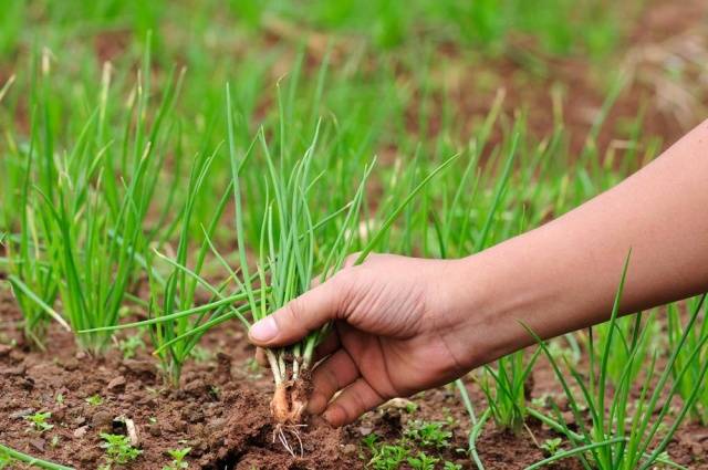 Harvesting onion sets